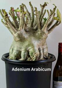 塊根植物　アデニウム アラビカム　adenium arabicum　オクトパス　スーパーヘビー級　No16