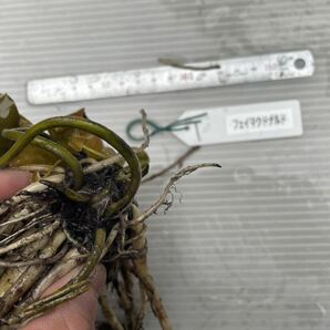 フェイマクドナルド 亜属間交配睡蓮  温帯睡蓮 耐寒性睡蓮 睡蓮  ビオトープ 水生 熱帯睡蓮 睡蓮 スイレン1の画像2