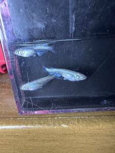  quotient me Dakar Lamune blue . fee individual M size male 2 female 1 set sale medaka spring . beautiful person me Dakar . fish 