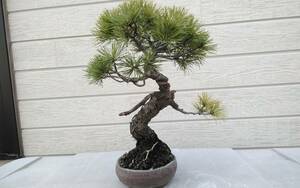  shohin bonsai pine height of tree approximately 20 centimeter 