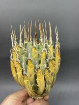 S0226-53 陽炎蕾形厚肉粗曲棘 アガベ ユタエンシス /Agave utahensis_画像2