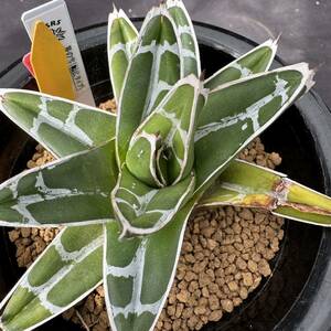 ★奈研★サボテン・多肉植物★823★アガベ　笹の雪（幅広タイプ）　Agave victoria-reginae　　約W10.5cm