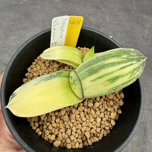 ★奈研★サボテン・多肉植物★768★ガステリア　グロメラータ×ピランシー錦　Gasteria glomerata×G.pillansii varieg.　約W6.2～7.8cm