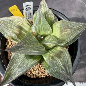 ★奈研★サボテン・多肉植物★804★ハオルシア　大寿錦　Haworthia retusa hyb.　Varieg.　約W13.0cm