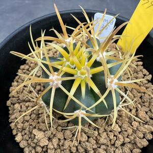 ★奈研★サボテン・多肉植物★798★フェロカクタス　金冠竜（鮮明黄刺）　実生　Ferocactus　chrysacanthus　実生　約W3.5cm