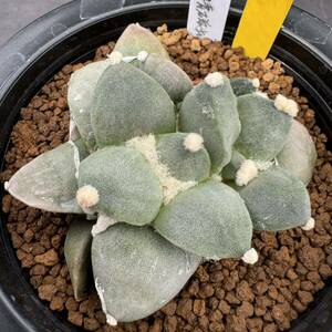 ★奈研★サボテン・多肉植物★797★アリオカルプス　変疣青磁牡丹　Ariocarpus　furfuraceus v.brebitubetosus　cv.　実生　約W7.5cm