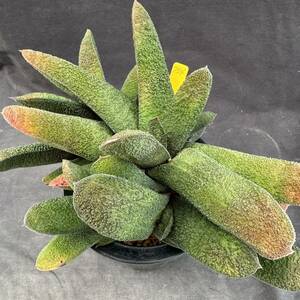 ★奈研★サボテン・多肉植物★754★ガステリア　　黒鶯囀　Gasteria　batesiana “Barberton form”　約W22.5cm