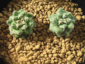 ★奈研★サボテン・多肉植物★174★ツルビニカルプス　Turbinicarpus　alonsoi　RS546　　実生　各 約W2.0 cm