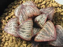 ★奈研★サボテン・多肉植物★279★ ハオルシア　スプレンデンス（赤肌）Haworthia　magnifica v.splendens 約W 5.4cm_画像1