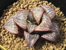 ★奈研★サボテン・多肉植物★279★ ハオルシア　スプレンデンス（赤肌）Haworthia　magnifica v.splendens 約W 5.4cm_画像2