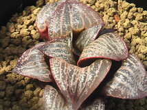 ★奈研★サボテン・多肉植物★279★ ハオルシア　スプレンデンス（赤肌）Haworthia　magnifica v.splendens 約W 5.4cm_画像3