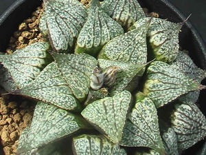 ★奈研★サボテン・多肉植物★276★ハオルシア　エスタホイゼニー×ピクタ Haworthia esterhuizenii ×Haworthia　picta約W 8.0cm