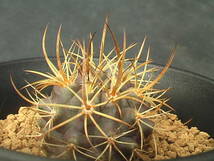 ★奈研★サボテン・多肉植物★300★エリオシケ　Eriosyce(pyrrhocactus) sp.ovallegolds tachlig　　実生約W3.1 cm_画像2