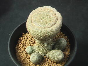 ★奈研★サボテン・多肉植物★346★レブチア　ヘリオーサ Rebutia　heliosa 　約W5.7cm