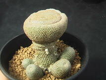 ★奈研★サボテン・多肉植物★346★レブチア　ヘリオーサ Rebutia　heliosa 　約W5.7cm_画像3