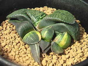 ★奈研★サボテン・多肉植物★392★ ガステリア　臥牛錦　Gasteria　armstrongii varieg.約W6.9 cm