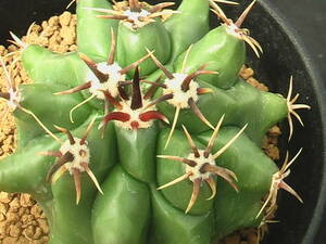 ★奈研★サボテン・多肉植物★420★ フェロカクタス　ホリダス　実生　Ferocactus　herrerae v.horridus約W7.1 cm