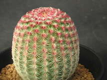 ★奈研★サボテン・多肉植物★425★エキノケレウス　紫太陽　実生　Echinocereus　rigidissimus　v.purpleus 約W 4.9cm_画像3