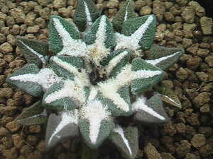 ★奈研★サボテン・多肉植物★438★ 黒牡丹　Ariocarpus(Roseocactus)kotschoubeyanus　　実生　約W3.9 cm