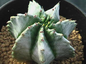 ★奈研★サボテン・多肉植物★455★ユーホルビア　ホリダ　Euphorbia　horrida　 約W5.2 cm