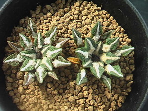 ★奈研★サボテン・多肉植物★599★黒牡丹 Ariocarpus(Roseocactus)　kotschoubeyanus　実生　 約W 3.4-3.6cm