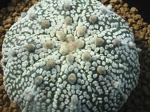 ★奈研★サボテン・多肉植物★603★ ミラクル兜　　Astrophytum　asterias“Miracle”　実生　約W6.0cm