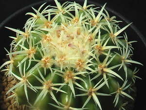 ★奈研★サボテン・多肉植物★620★エキノカクタス　短刺金鯱（王金鯱）　　実生Echinocactus　grusonii　v.brevispinus約W6.6cm