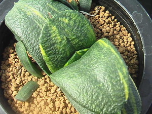 ★奈研★サボテン・多肉植物★628★ ガステリア　臥牛錦　Gasteria　armstrongii varieg.　　約W 10.4cm