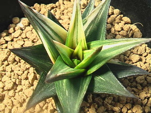 ★奈研★サボテン・多肉植物★640★ ハオルチア　小天狗錦　Haworthia　tortuosa　varieg.　約W 5.7cm