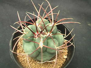 ★奈研★サボテン・多肉植物★686★テロカクタス　緋冠竜　　実生 Thelocactus hexaedrophors v.fossulatus　約W5.5 cm