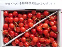 厳選 完熟出荷 秀品L～LL 山形東根産 さくらんぼ 佐藤錦 1kg 初夏のルビーの輝き！！_画像3