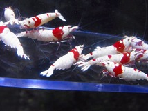 Golden-shrimp　　種親レッドビーシュリンプ５ペア（抱卵3匹）10匹ブリードセット　発送日は金土日のみ_画像4