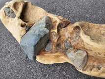 石抱き 天然流木② 約500×200×150㎜ 1595g アクアリウム 水槽 インテリア 爬虫類 テラリウム メダカ_画像6
