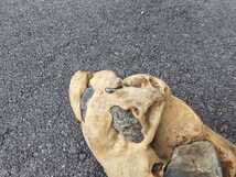 石抱き 天然流木② 約500×200×150㎜ 1595g アクアリウム 水槽 インテリア 爬虫類 テラリウム メダカ_画像7