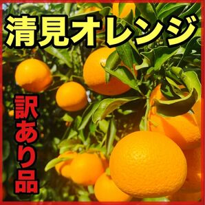 清見オレンジ　3キロ　傷あり　サイズ混合