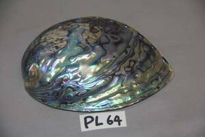 [...]* New Zealand paua. burnishing PL-64 large 