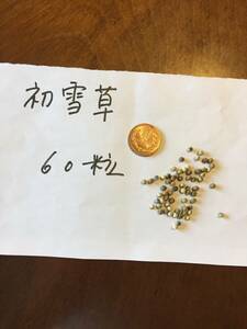 初雪草 種 60粒 送63円 B