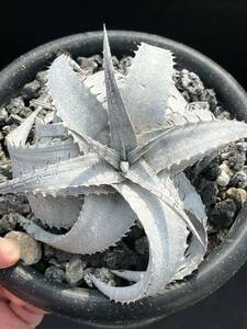 ディッキア Dyckia brauni Rauh ブラウニー 山採り原種 選別 #4 親株