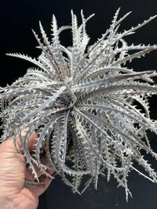 ディッキア Dyckia “Brittle Star' F3 D007 from US マイケルタグ付き