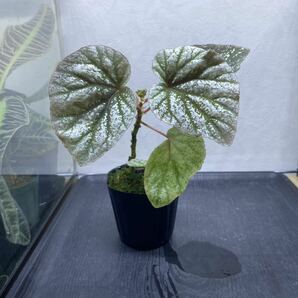 原種ベゴニア / Begonia sp.Indonesia 子株付きの画像2