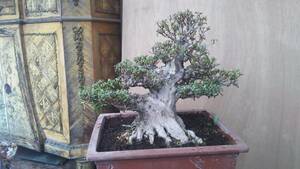 .. mountain saying Rhododendron indicum azalea bonsai material.@. interval geo . source 
