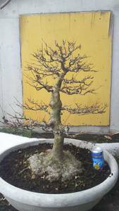  Tang maple ( root trim . large ) bonsai material.@. interval geo . source 