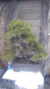 糸魚川 真柏(なるべく自然のまま)盆栽素材。@浅間ジオ資源