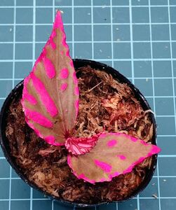 ③ ベゴニア ジュラウ ぼっち株 Begonia Julau【パルダリウム テラリウム 苔 ジュエルオーキッド】、