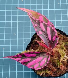 ② ベゴニア ジュラウ ぼっち株 Begonia Julau【パルダリウム テラリウム 苔 ジュエルオーキッド】、