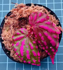 ②ベゴニア ネグロセンシス Begonia negrosensis 【ベゴニア パルダリウム テラリウム アルゴステマ 苔 ジュエルオーキッド】