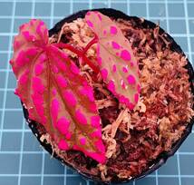 ③ ベゴニア ネグロセンシス Begonia negrosensis 【ベゴニア パルダリウム テラリウム アルゴステマ 苔 ジュエルオーキッド】_画像1