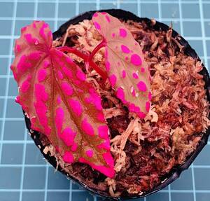 ③ ベゴニア ネグロセンシス Begonia negrosensis 【ベゴニア パルダリウム テラリウム アルゴステマ 苔 ジュエルオーキッド】