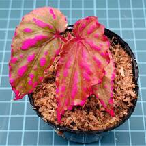 ②ベゴニア ネグロセンシス Begonia negrosensis 【ベゴニア パルダリウム テラリウム アルゴステマ 苔 ジュエルオーキッド】_画像1