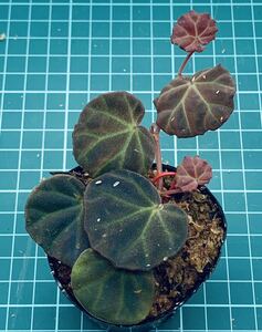 ① Begonia sp. Sarawak ベゴニア サラワク【ベゴニア パルダリウム テラリウム アルゴステマ 苔 ジュエルオーキッド】